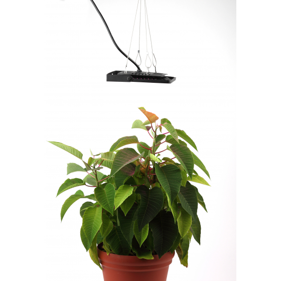 Профессиональный прожектор для растений "РОСТ" ЭРА ЭРА FITO-50W-LED BLUERED с гарантией 2 года